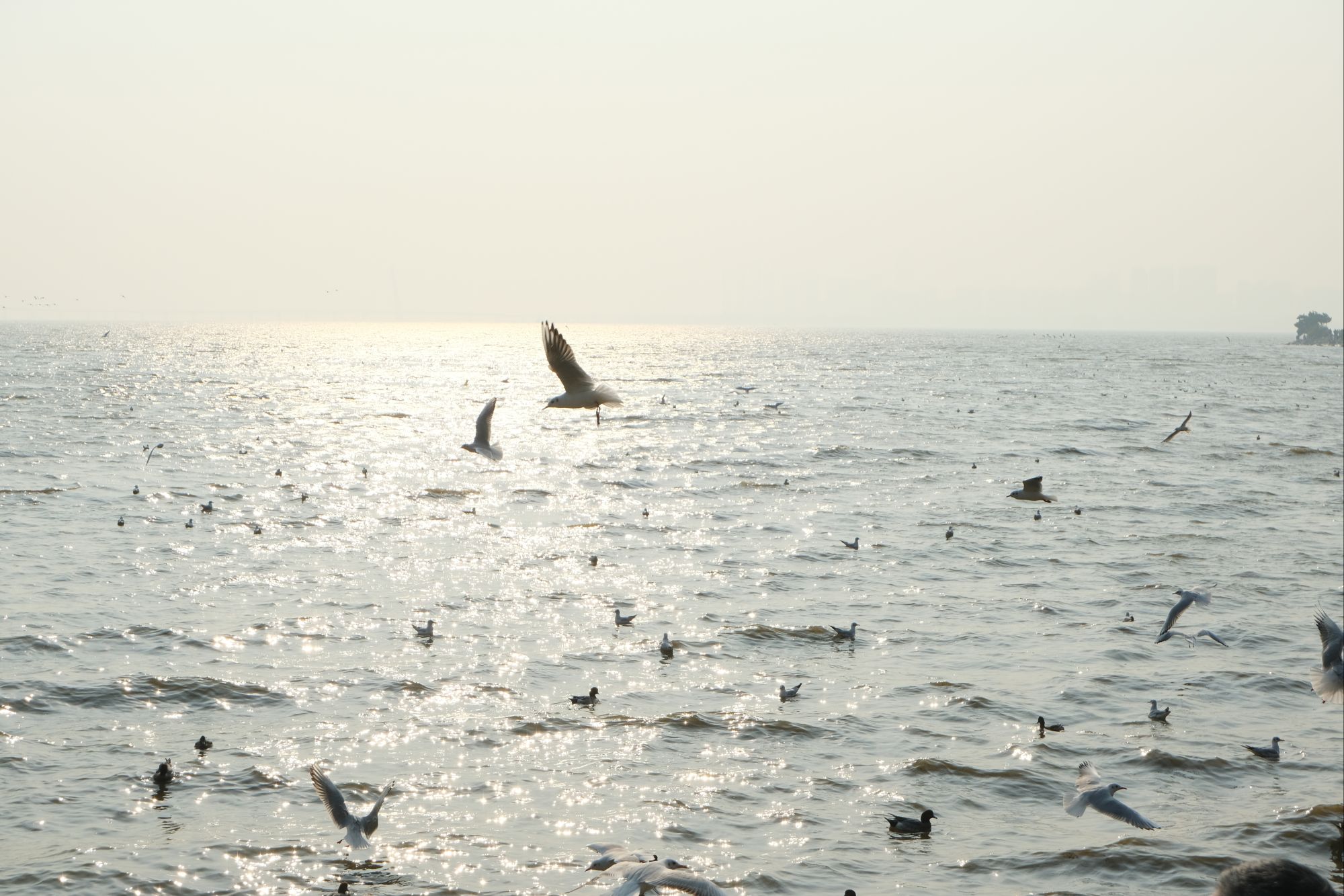 深圳 · 深圳湾公园