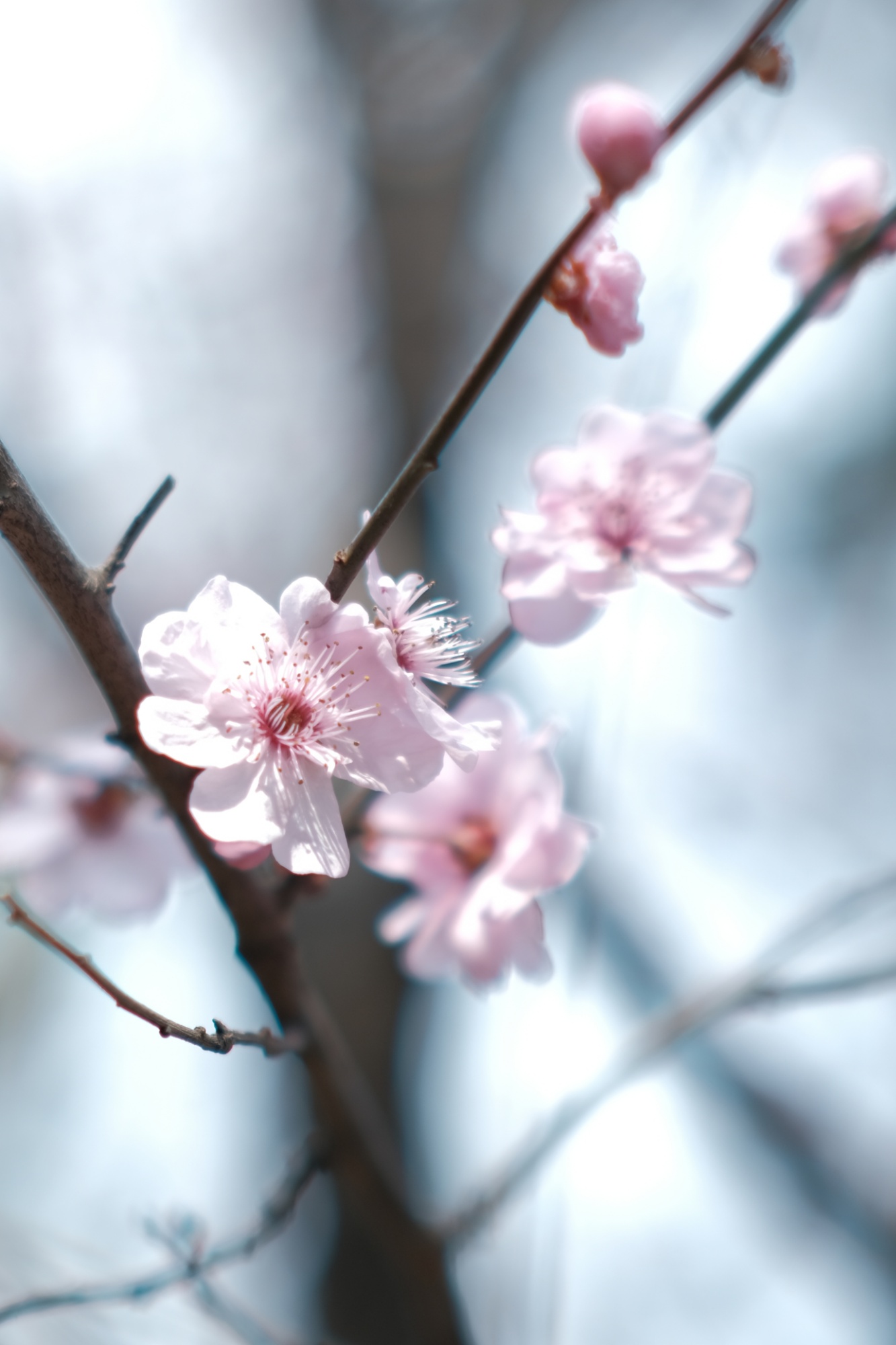 梅花先开